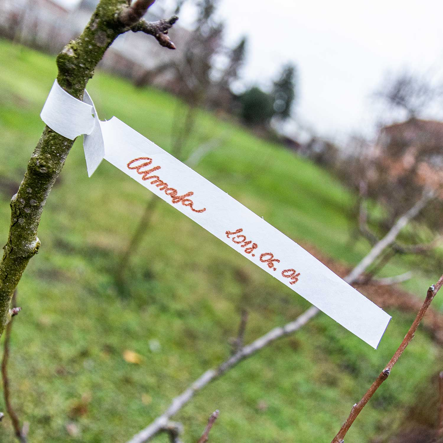 Idealne za označevanje vseh vrst rastlin, od sadik do dreves.