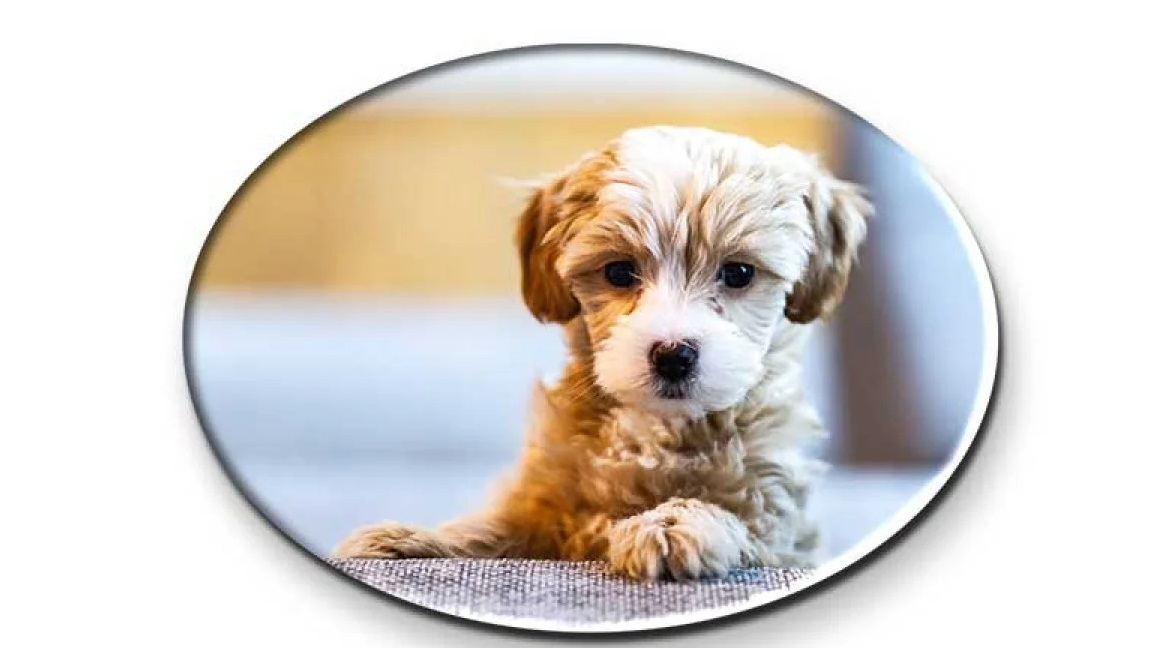 Foto kakovost tiska za ostre, živahne barve vaših najlepših spominov.